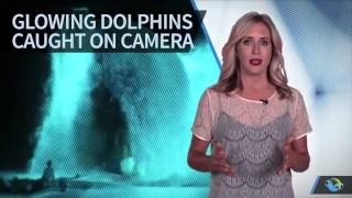 WATCH  Glowing Dolphins Caught on Camera