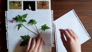 Beginner's Guide to Botanising: Home Herbarium