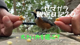 ヤマガラは大きいエサを選ぶ？【野鳥と遊び方20】 #birds