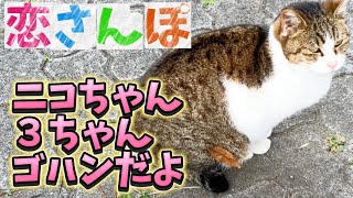 2025年1月4日 恋さんぽ【ニコちゃん３ちゃんゴハンだよ】cat 近所のネコちゃん