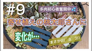 #9【多肉植物】寄せ植えの桃太郎さんに変化が…