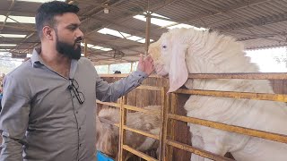 Full Farm Tour Of Biggest Goat Farm Panvel With Gujarat Model Farming \u0026 Feed | Hira Goat Farm Panvel