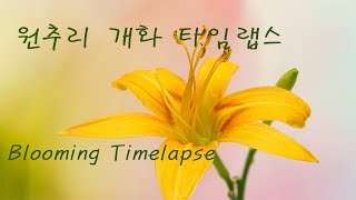 4K 원추리 꽃 개화 타임랩스 A day lily Blooming Flowers Timelapse