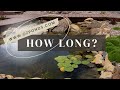 How long does a pond take to mature?