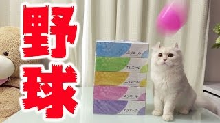 猫たちのカラーボール野球大会！