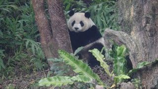 20191227 圓仔賴床把餐誤 撿完菜尾來刨樹