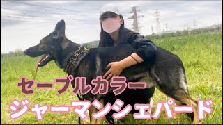 相棒はセーブルカラージャーマンシェパード　最近カメラを意識し始めた賢い愛犬🐶