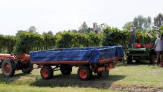 Cantina sociale di San Martino in Rio: la vendemmia