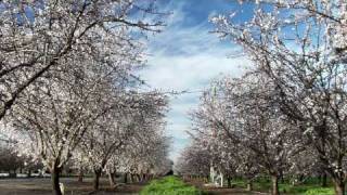Vanishing of the Bees Trailer