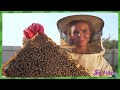 how do bees make honey the science of food scishow kids