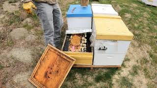 How I Build My Bees For Almond Pollination