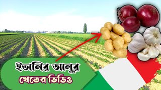 ইতালিতে আলুর খেত কেমন দেখুন কি করে আলু লাগানো হয় | Mahim Italy Vlog