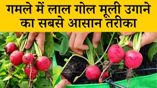 गमले में लाल गोल मूली उगाने का सबसे आसान तरीका | How To Grow Red Round Radish At Home in Hindi