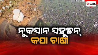 Badakha Khabar Live | ନୁକସାନ ସହୁଛନ୍ କପା ଚାଷୀ | 27 Feb 2025 | Argus News