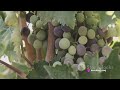 history of grapes  where grapes come from