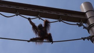 旭山動物園 。こんなキビキビした動きができるんだ。驚き。オラウータン。