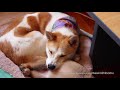 meeko the shiba inu ~ first week together