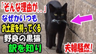 「そんな理由が..」なぜかいつもお土産を持ってやってくる黒猫。訳を知り夫婦騒然!【猫の不思議な話】【朗読】