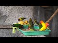 lovebirds meal time sunday june 6th 2021 three young lovebird olive learn to feed themself