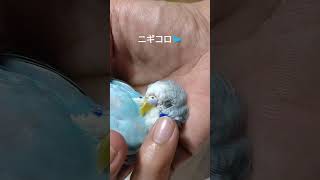 セキセイインコ　かわいい🐦今日のニギコロ🐦Bird in the palm of my hand