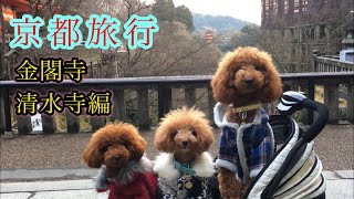 【京都旅行2018】① 金閣寺と清水寺に行ったよ🐾トイプードルのロージー・シェリ・ジェム