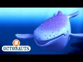 @Octonauts - The Albino Humpback Whale 🐋 | Full Episode 11 | @OctonautsandFriends