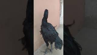 warrior ayam cemani x dragon aseel