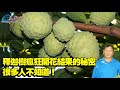 The secret of the crazily blooming and fruiting of sugar apple tree, many people don't know