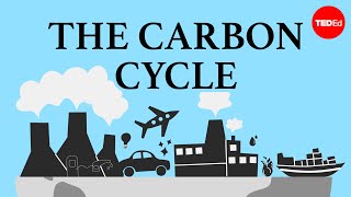 The carbon cycle - Nathaniel Manning