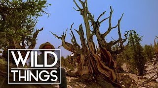 Oldest Tree On Earth: Curse Of The Methuselah Tree [Nature Documentary] | Wild Things