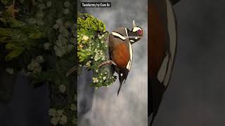 harlequin duck taxidermy. taxidermy by Cam LLC Julian pa