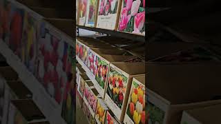 Tulip bulbs are here. 200+ different kinds. #tulips