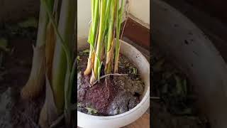 how to get rid of ants from your areca palm| ant infestation| with Vidushi