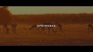 Huntipedia - Springbok