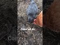 Mother Hen Trying to Feed Chick a Worm