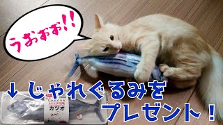 【仔猫のぷりん】じゃれぐるみをあげてみた！