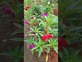 ରବିବାର କର ବଗିଚା କାମ🙏😊🥰 gardening homegarden healtytips sundayservice 😊🙏