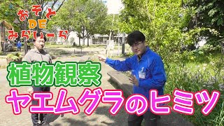 【おうちDEみらいーら第63弾】植物観察 ヤエムグラのヒミツ