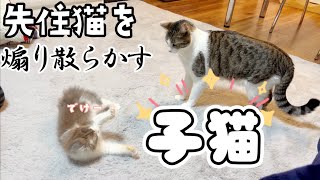 子猫が先住猫に急接近‼︎先住猫コタの反応は⁉︎（296日目）