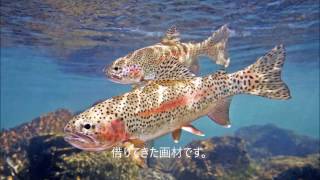 野生のニジマス遡上風景 Rainbow trout river up in Iwate Japan