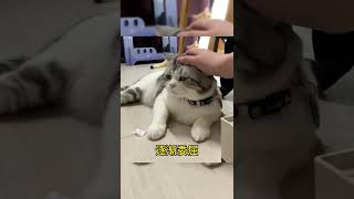 越安慰越委屈的小可爱 #猫