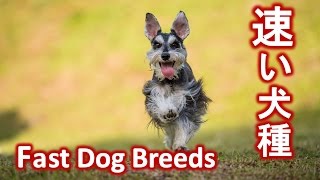 【すごい！】足の速い犬種ランキング～The 10 Fastest Dog Breeds