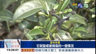 南投仁愛鄉霜害 茶農慘賠3億