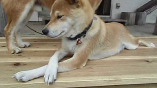 柴犬ハチ　ポーズをキープ