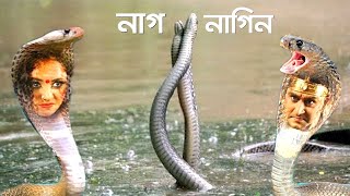 দেখুন এবার  সত্যই বাস্তবে দেখা মিলল নাগ নাগিনীর! জানুন কোথায় ও কিভাবে দেখা  মিলল।