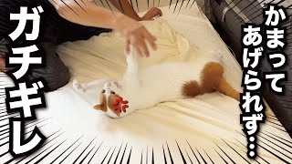 【ガチギレ】甘えんぼの猫をほったらかしてはいけません…