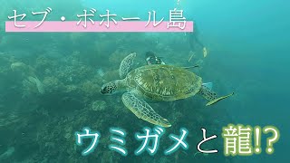 セブ・ボホール島で出会ったウミガメと龍！？【ダイビング】