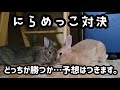 うさぎのにらめっこ対決【多頭飼い】うさぎの夫婦with息子ラテ