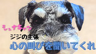 【ミニシュナのジジ♂】ジジの主張 心の叫びを聞いてくれ　”ミニチュアシュナウザーの遠吠えはなんだか哀愁が漂ってます”