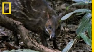 Eagle vs. Water Chevrotain | National Geographic